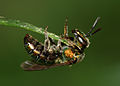 Agapostemon virescens.jpg