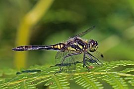 Black darter (Sympetrum danae) male.jpg
