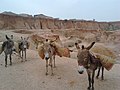 Donkies carrying load of soil in Ramin Tifa pond in kano state (1).jpg