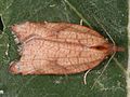 Acleris rhombana 5371048.jpg