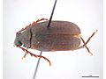 Amblycerus dispar.jpg