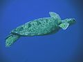 Green turtle Lakshadweep.jpg