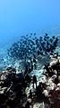 School of surgeonfish.jpg