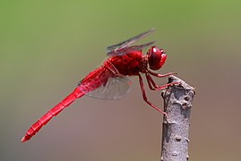 Scarlet skimmer at Keitakuen in Osaka, June, 2016 III.jpg