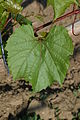 101-14 Blatt.JPG