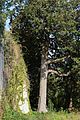 La magnolia - Villa Castagneto-Caracciolo (2017).jpg