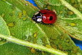 Adalia bipunctata 1475028.jpg