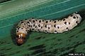 5361231 larval stage s.w. cornborer.jpg