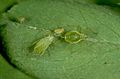 Acyrthosiphon pisum 5364095.jpg
