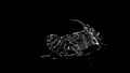 File:Micro-CT-Imaging-of-Denatured-Chitin-by-Silver-to-Explore-Honey-Bee-and-Insect-Pathologies-pone.0027448.s003.ogv