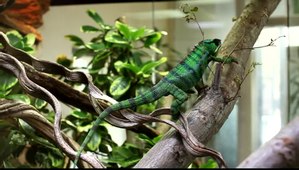 File:Green chameleon.ogv