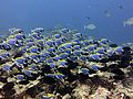 Blue tang surgeonfish.jpg