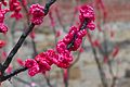 "Sakura Polymers" by Anna Philips is an exhibit at Salamanca Place in Hobart (6471600479).jpg