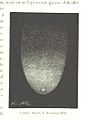 Image taken from page 315 of 'L'Espace céleste et la nature tropicale, description physique de l'univers ... préface de M. Babinet, dessins de Yan' Dargent' (11052740236).jpg