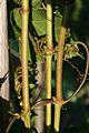 161-49 C Holz.JPG