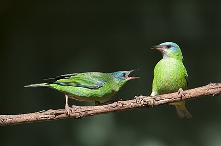 Dacnis cayana