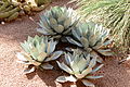 Agave parryi (Jardin Majorelle).JPG