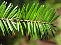 Abies balsamea shoot.jpg
