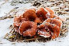 Roodbruine schijnridderzwam (Lepista flaccida) in een winters decor 01.jpg