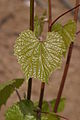 161-49 C junges Blatt.JPG