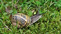 Escargot hélix aspersa.jpg
