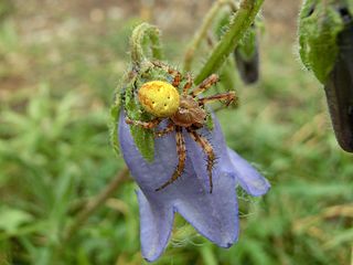 Crab spider on Campanula barbata.JPG