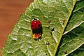 Adalia bipunctata 1475024.jpg