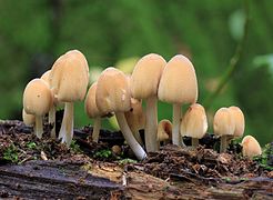 Coprinus micaceus, Mica Inkcap.jpg