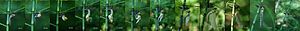 Aeshna cyanea freshly slipped L2.jpg