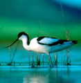 Avocetacomun Gallocanta.png