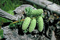 Abies grandis cones.jpg