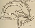 Nervous and mental diseases (1908) (14777686842).jpg