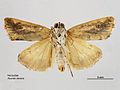 Acontia clerana ventral.jpg