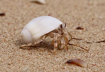 Krabbe am Strand in Ägypten..IMG 8178ВЕ.jpg