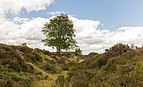 Balloërveld, natuurgebied in Drenthe 009.jpg