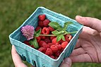 Clover flower on bed of raspberries.jpg