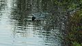 File:Castor canadensis, Saint-Donat-de-Montcalm, 2017-05.webm