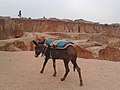 Donkey ready to take a load of soil in Ramin Tifa pond kano state (1).jpg
