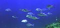 Jack school Lakshadweep.jpg