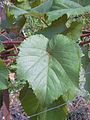 125 AA Blatt.JPG