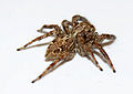 Araneae, Tunisie 2013.jpg
