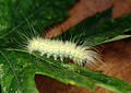 Acronicta americana larva2.jpg