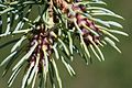 Adelges cooleyi 5422254.jpg
