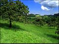 "Chirsibäum im Baselbiet",Titterten, Switzerland - panoramio.jpg