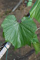 161-49 C Blatt.JPG