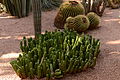 Echinocereus morricalii (jardin Majorelle).jpg