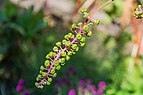Phytolacca decandra in Jardin botanique de la Charme 01.jpg