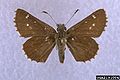 Amblyscirtes hegon 2191004.jpg