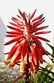 Aloe from Sayada, Tunisia 2010.jpg
