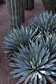 Agave macroacantha (jardin Majorelle).JPG